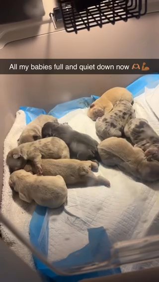 Merle Cream Blue And Lilac Fluffy Carriers 1 Week Old in Huntsville, Alabama
