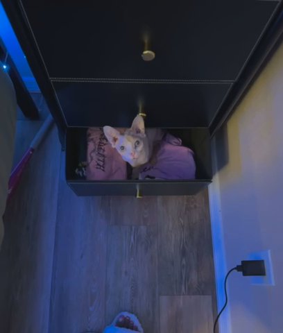Sphynx Cat (Kodi) in Tampa, Florida