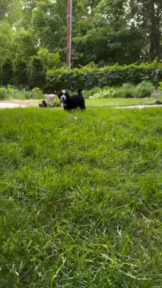 Male Bernedoodle in Atlanta, Georgia