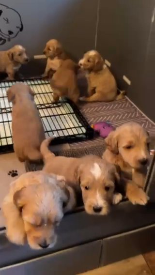 Golden Doodles Litter Of 9 in Atlanta, Georgia