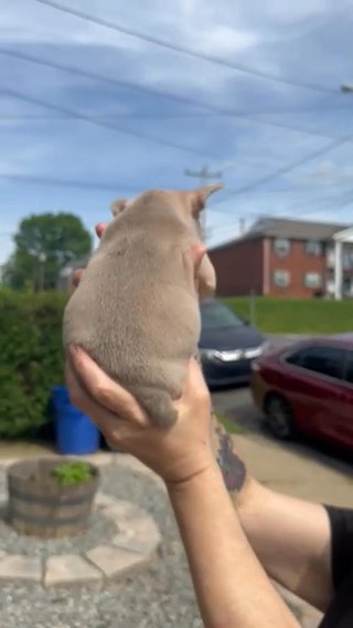 French Bulldog Puppies in Easton, Pennsylvania