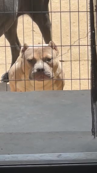 OPEN FOR STUD in Lebanon, Pennsylvania