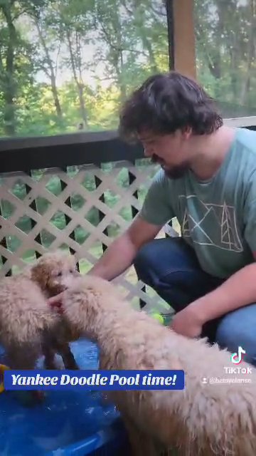 2 Standard Labradoodle boys in Winder, Georgia