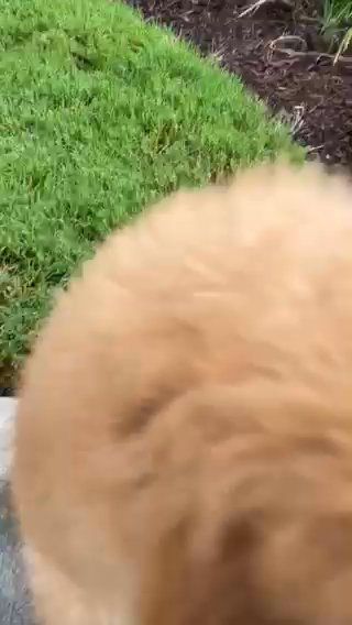 Toy Poodle Male in Atlanta, Georgia