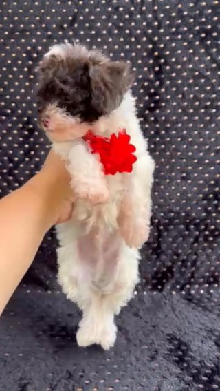 CKC Chocolate/white Parti Tiny Toy Poodle Male in Jeffersonville, Indiana