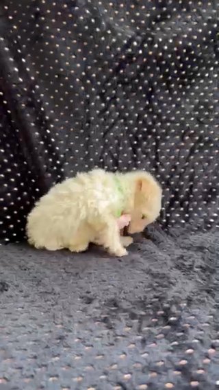 CKC Tiny Toy Poodle Female in Jeffersonville, Indiana