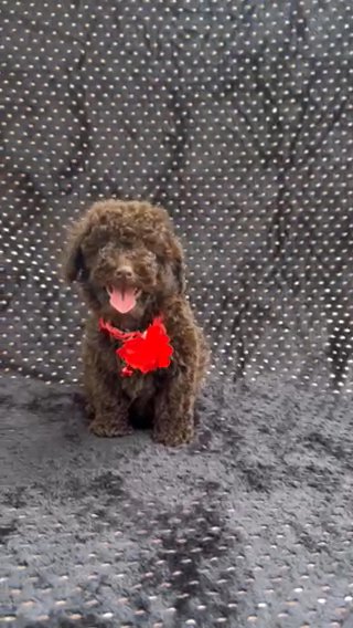 CKC Registered Tiny Toy Poodle Male in Jeffersonville, Indiana