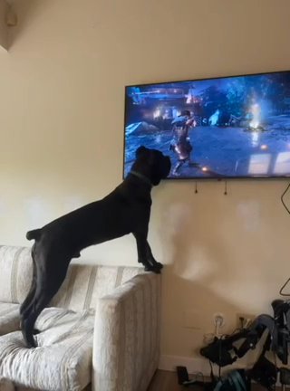 Cute 9 Month Cane Corso Puppy in Portland, Oregon