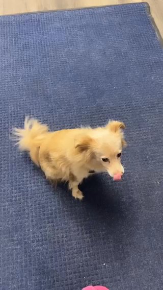 Saidy Is 4 Years Old Lookin For A New Home in New York City, New York