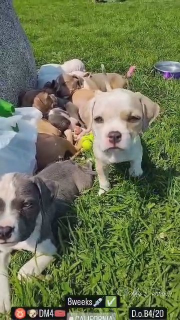 staffy Terriers in Moreno Valley, California