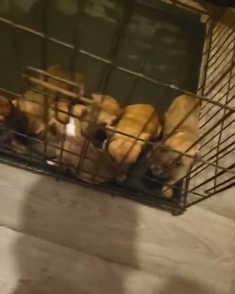 puppy's in Baton Rouge, Louisiana