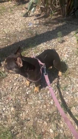French Bulldog in Riverside, California