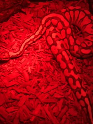 Spotnose Ball Python in Harrisburg, Pennsylvania