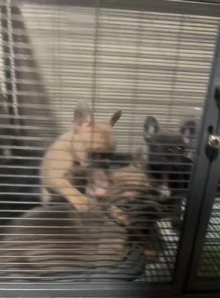 Two Male French Bulldog Puppies in Rochester, New York