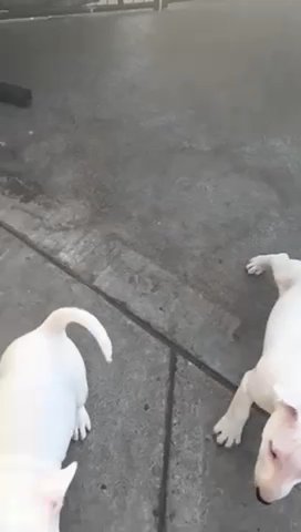 Bull Terrier Puppy For Sale 1000 in Los Angeles, California