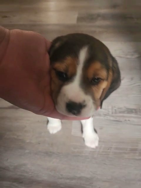 beagle puppy in Grants Pass, Oregon