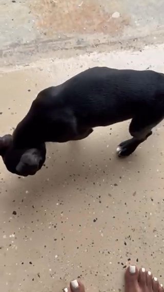 Puppy in Greenacres, Florida