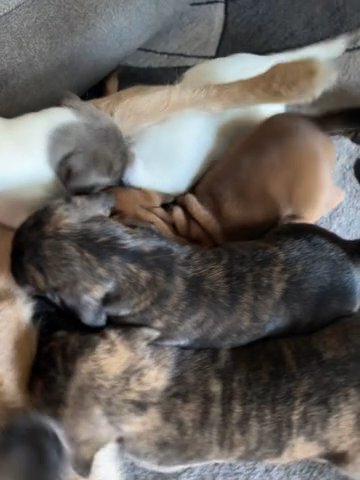 Mama And Her Terriers in Coralville, Iowa