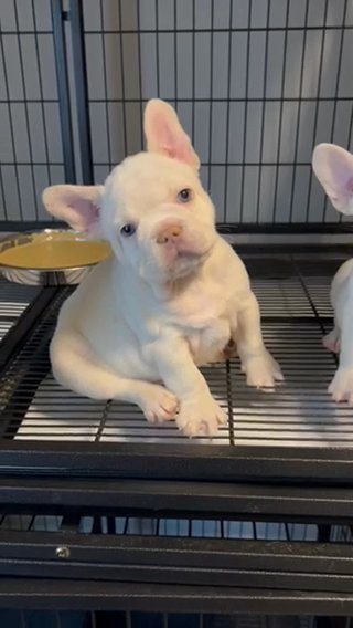 French Bulldogs in Houston, Texas