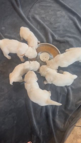 English Cream Golden Retrievers in Lubbock, Texas