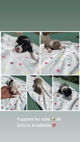 Puppies in Detroit, Michigan