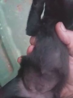 Affenpinscher in Kansas City, Kansas