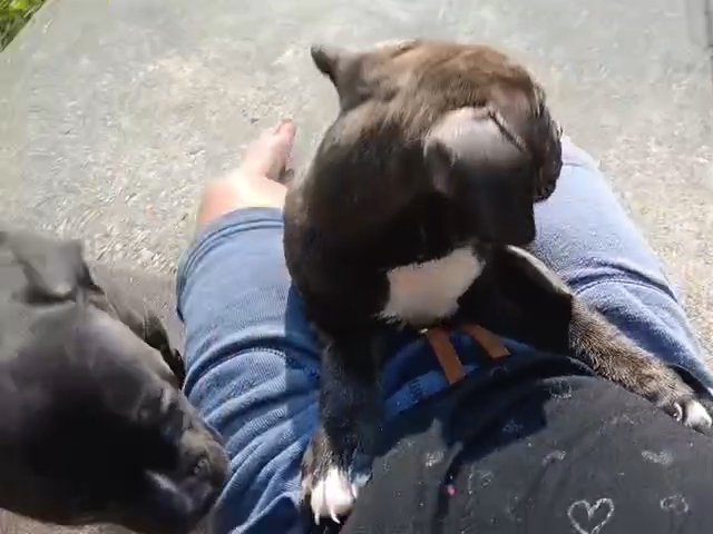 American Bully XL Pups in Fredericksburg, Virginia