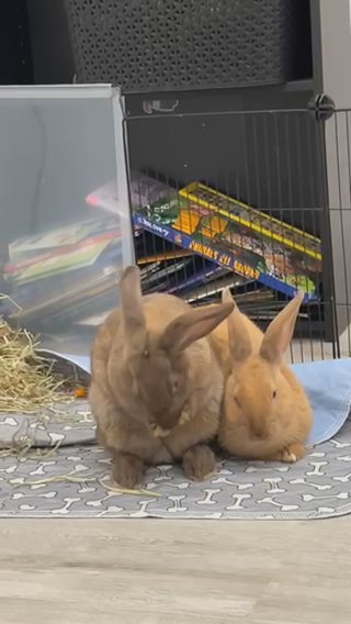 Two Rabbits in Box Elder, South Dakota