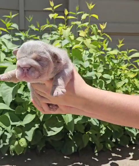Dallas ? Lilac Tan Male English bulldog in Amarillo, Texas