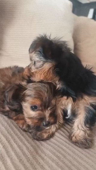 Female Yorkies in Springfield, Missouri