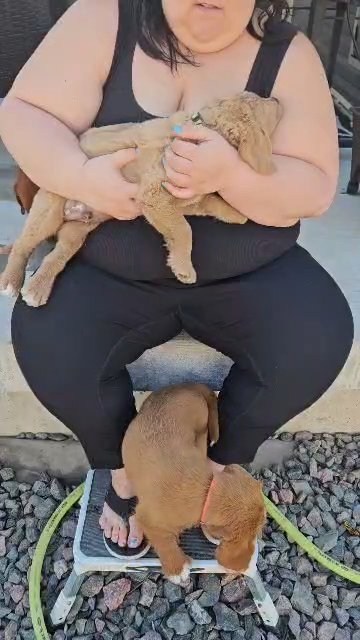 F2 labradoodles puppies in Commerce City, Colorado