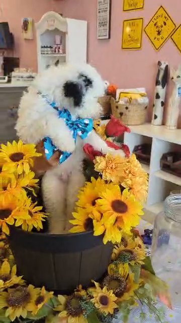 F1B Mini Bernedoodle Boy (Lamby) in Kissimmee, Florida