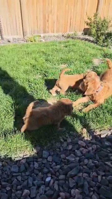 F2 Labradoodle Puppies in Commerce City, Colorado