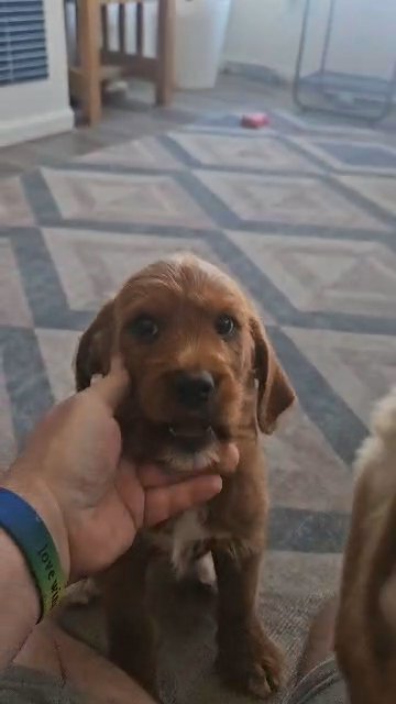labradoodle Puppies in Commerce City, Colorado