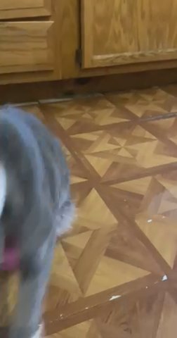 Free 1yr old cat named “Love” in Philadelphia, Pennsylvania