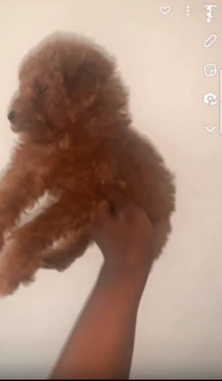 Kiwi Akc in Scottsdale, Arizona