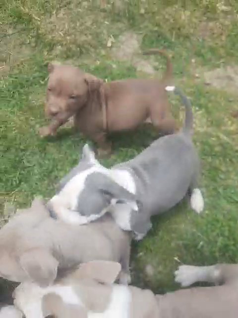 American XL Bully Pitbull puppies in Fort Wayne, Indiana