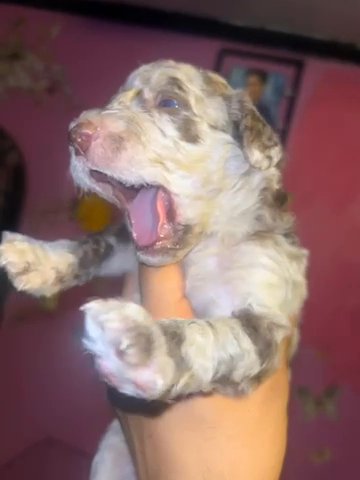 Standard Poodle Puppies in Los Angeles, California