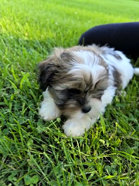 Bandit in Hartford, Wisconsin