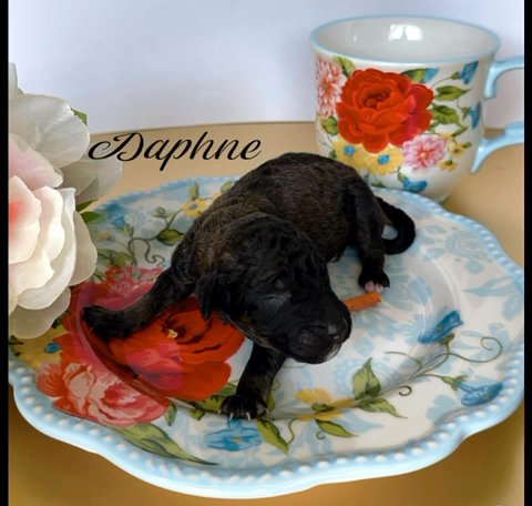 AKC Poodle Puppies in Easton, Maryland