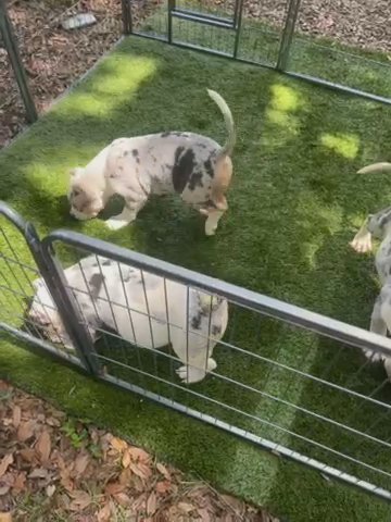 American Bully in Orlando, Florida