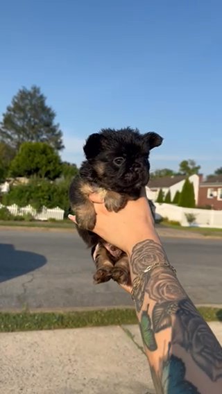 Black Tri Fluffy Male in Bethlehem, Pennsylvania