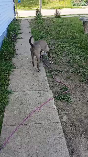 Rocky in Stevens Point, Wisconsin