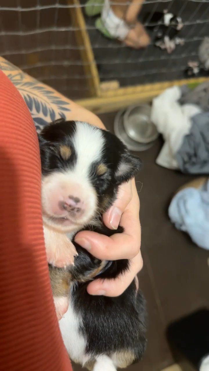 Mini Australian Shepherd (American Shepherd) in Ocala, Florida