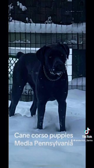Cane Corso in Philadelphia, Pennsylvania