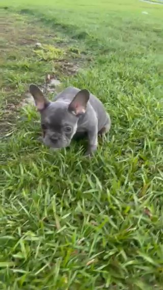 French Bulldog- Blue Trindle- Female in Savannah, Georgia