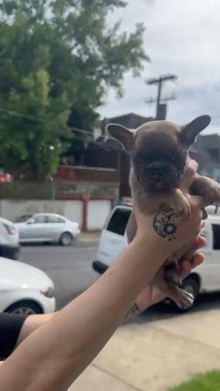 French Bulldog Puppies in Easton, Pennsylvania