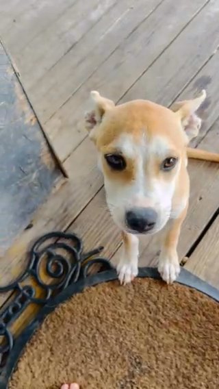 $100 Each Dog in Houston, Texas