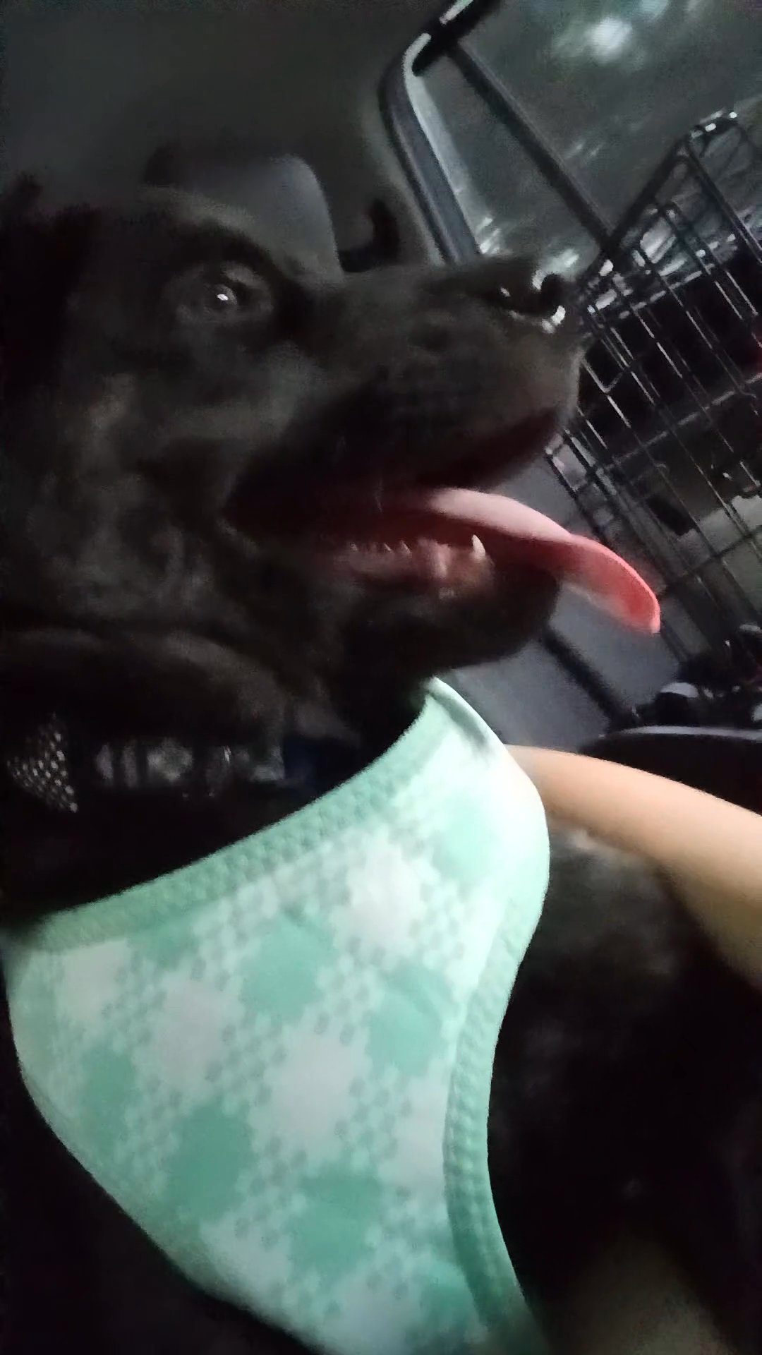 cane corso/ husky mix rehoming in Beachwood, New Jersey