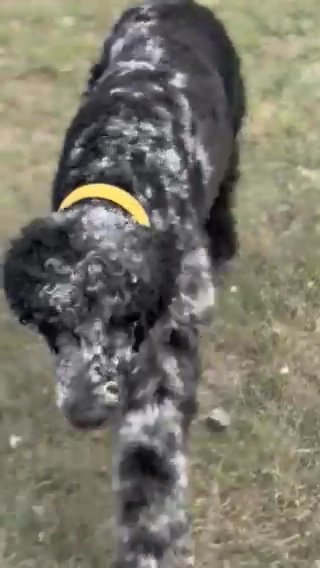 Great 2 Year Old male poodle in Hutto, Texas